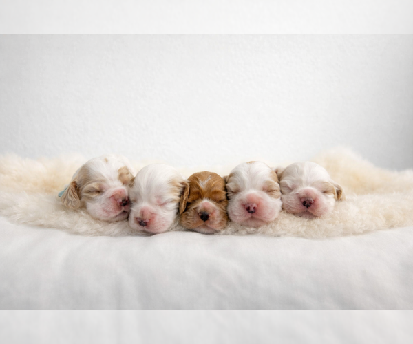 Medium Photo #1  Breeder Profile in TEMPLE, TX, USA