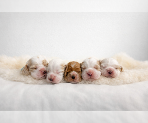 Cocker Spaniel Dog Breeder near TEMPLE, TX, USA