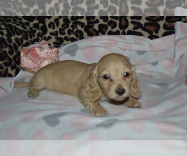 Medium Photo #2  Breeder Profile in BLAIRSVILLE, PA, USA