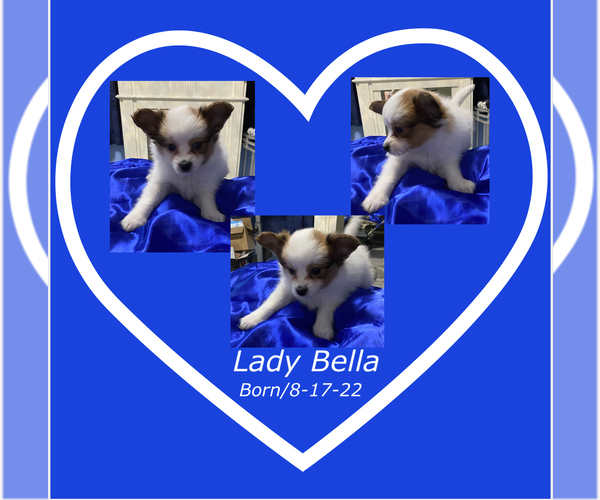Medium Photo #1  Breeder Profile in DERRY, NH, USA