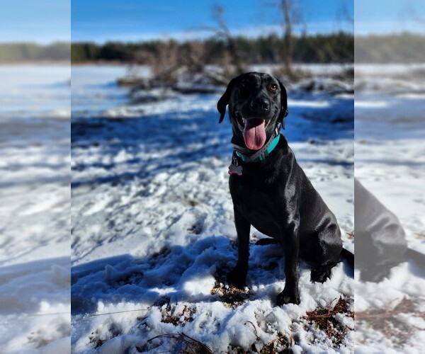 Medium Photo #12  Breeder Profile in REDDING, CA, USA