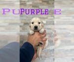 Small Photo #1  Breeder Profile in RENO, NV, USA