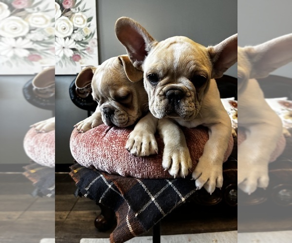 Medium Photo #1  Breeder Profile in VIRGINIA BEACH, VA, USA