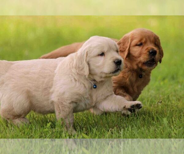 Medium Photo #1  Breeder Profile in SACRAMENTO, CA, USA