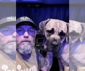 Cane Corso Dog Breeder near PONDER, TX, USA