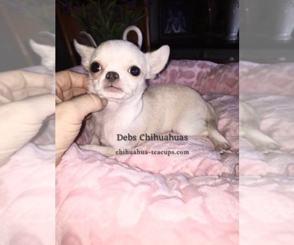 Medium Photo #2  Breeder Profile in TRACY, CA, USA