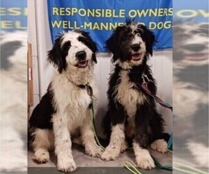 Medium Breeder Profile Photo
