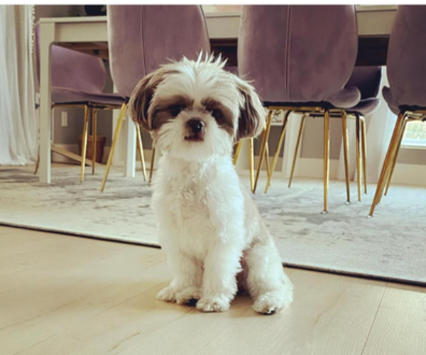 Medium Photo #1  Breeder Profile in LAS VEGAS, NV, USA