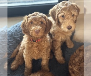 Goldendoodle-Poodle (Miniature) Mix Dog Breeder near TEMPE, AZ, USA