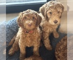 Small breeder photo