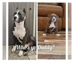 Small breeder photo