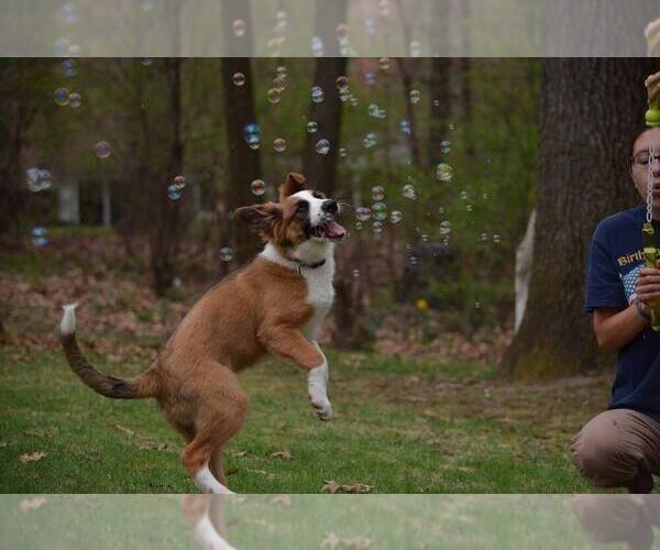 Medium Photo #6  Breeder Profile in PARIS, MI, USA