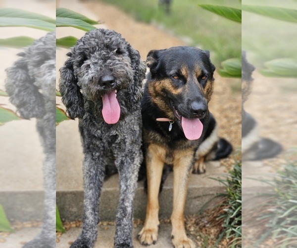 Medium Photo #1  Breeder Profile in COMMERCE, GA, USA