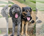 Small breeder photo