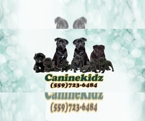 Neapolitan Mastiff Dog Breeder in TULARE,  USA
