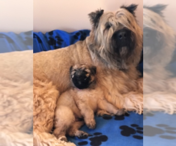 Medium Photo #4  Breeder Profile in HASTINGS, MI, USA