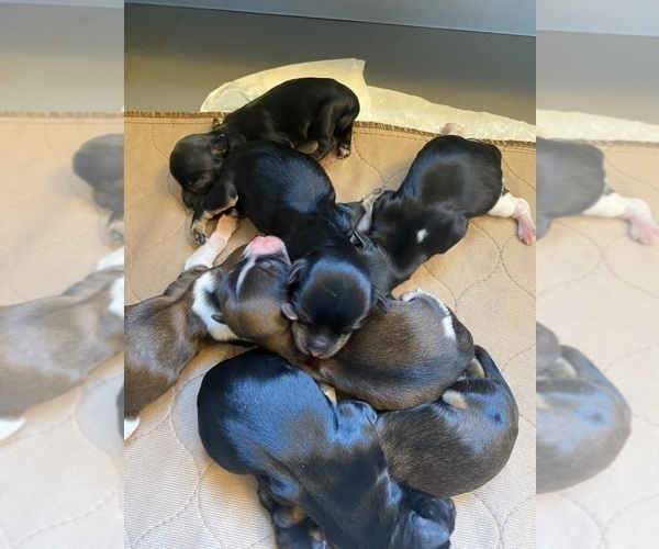 Medium Photo #1  Breeder Profile in REDONDO BEACH, CA, USA