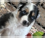 Small #1 Breeder Profile image