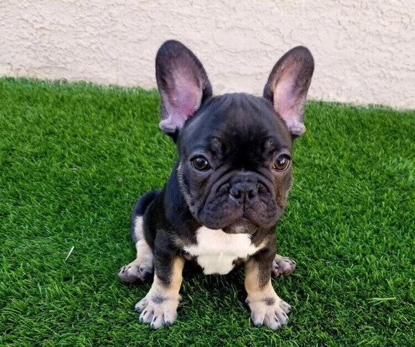 Medium Photo #10  Breeder Profile in LAS VEGAS, NV, USA