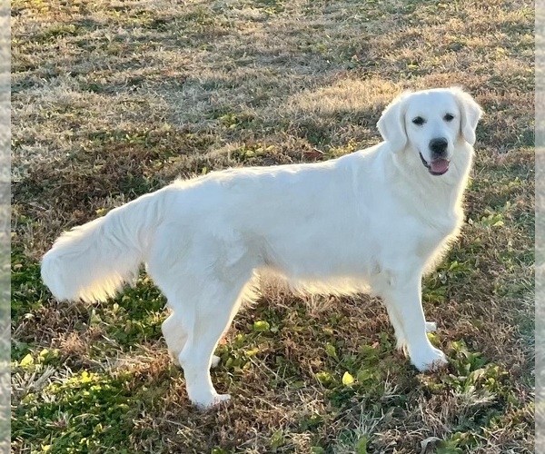 Medium Photo #1  Breeder Profile in NIANTIC, IL, USA