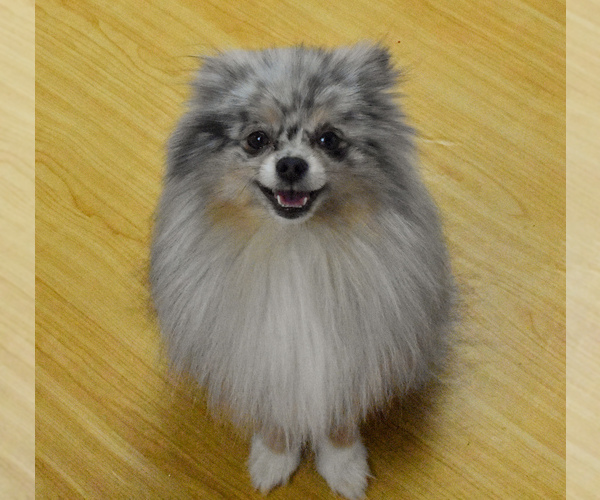 Medium Photo #4  Breeder Profile in PHILADELPHIA, PA, USA