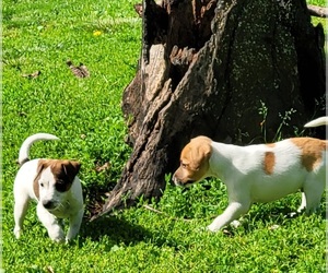 Parson Russell Terrier Dog Breeder in LATHROP,  USA