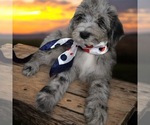 Small #6 Breeder Profile image