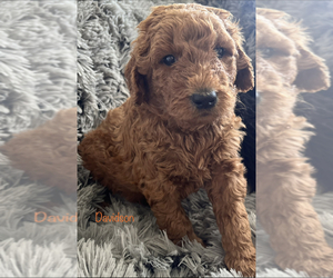 Goldendoodle-Poodle (Standard) Mix Dog Breeder in SACRAMENTO,  USA