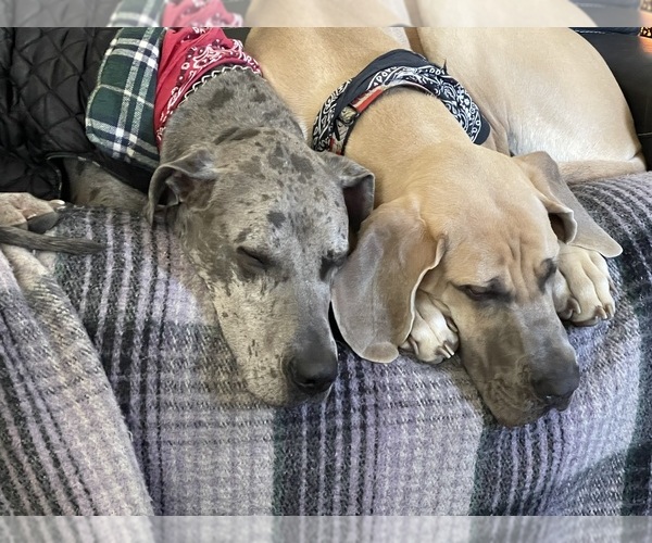 Medium Photo #1  Breeder Profile in IDAHO FALLS, ID, USA