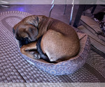 Small #11 Breeder Profile image