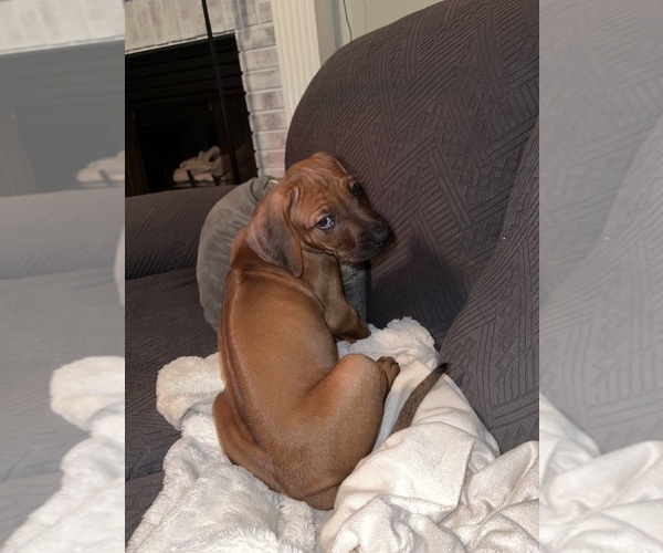 Medium Photo #8  Breeder Profile in MURFREESBORO, TN, USA