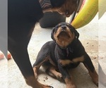 Small Photo #5  Breeder Profile in GILBERT, WV, USA