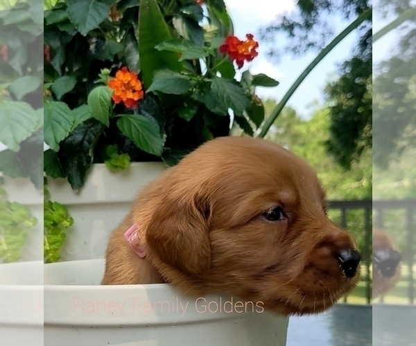 Medium Photo #6  Breeder Profile in LABADIE, MO, USA