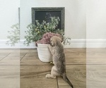 Small #2 Breeder Profile image