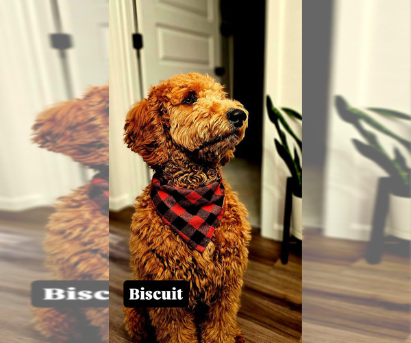 Medium Photo #10  Breeder Profile in ENTERPRISE, AL, USA