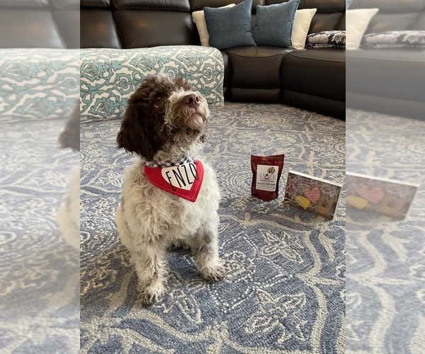 Medium Photo #8  Breeder Profile in YUBA CITY, CA, USA