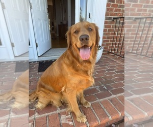 Golden Retriever Dog Breeder near FOREST, VA, USA