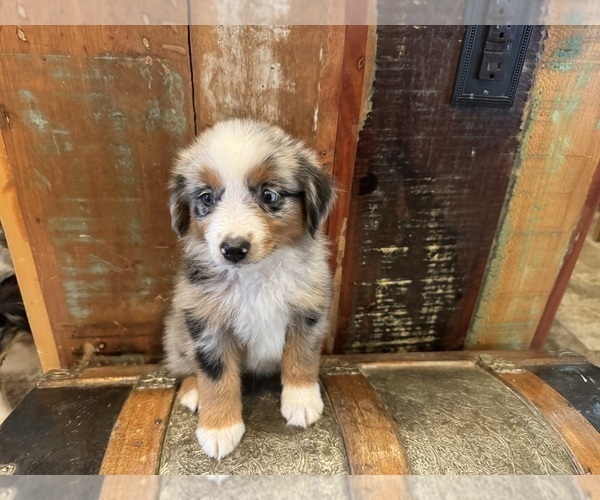Medium Photo #7  Breeder Profile in MILLS RIVER, NC, USA