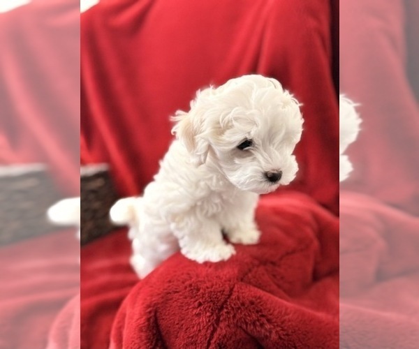 Medium Photo #2  Breeder Profile in DANVILLE, AR, USA