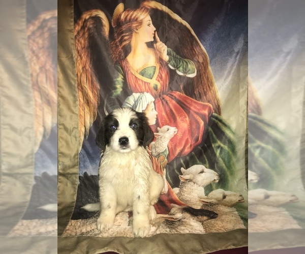 Medium Photo #2  Breeder Profile in MONTGOMERY CENTER, VT, USA