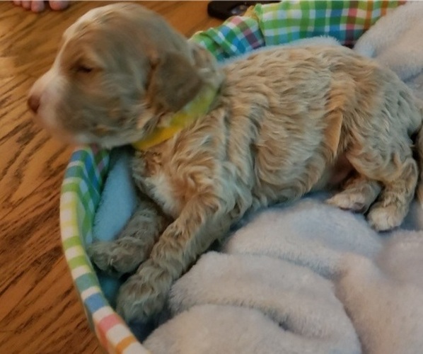Medium Photo #3  Breeder Profile in PENSACOLA, FL, USA