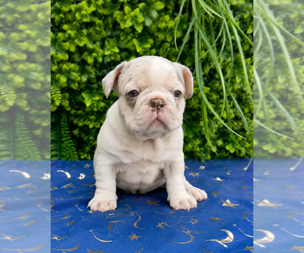 Medium Photo #3  Breeder Profile in ELMWOOD PARK, IL, USA