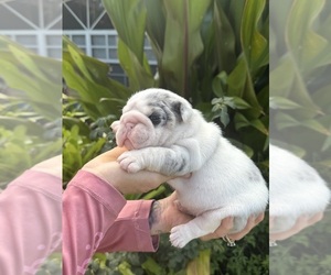 English Bulldogge Dog Breeder near LEHIGH ACRES, FL, USA