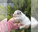 Small breeder photo