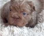 Small #10 Breeder Profile image