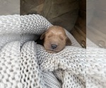 Small #2 Breeder Profile image