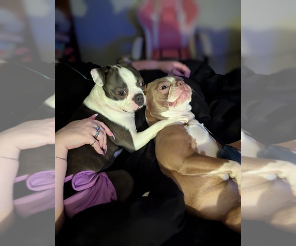 Medium Photo #3  Breeder Profile in ROCHESTER, NH, USA