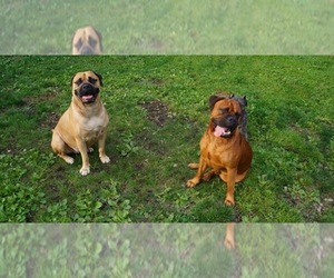 Bullmastiff Dog Breeder near WEST SPRINGFIELD, MA, USA