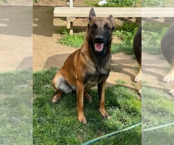 Medium Photo #1  Breeder Profile in BAKERSFIELD, CA, USA
