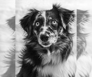 Miniature Australian Shepherd Dog Breeder near WILLIAMS, IA, USA